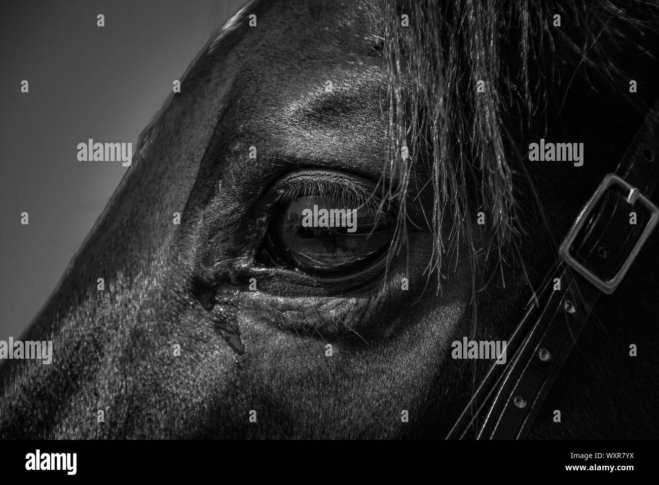 Occhio all'anima Foto Stock