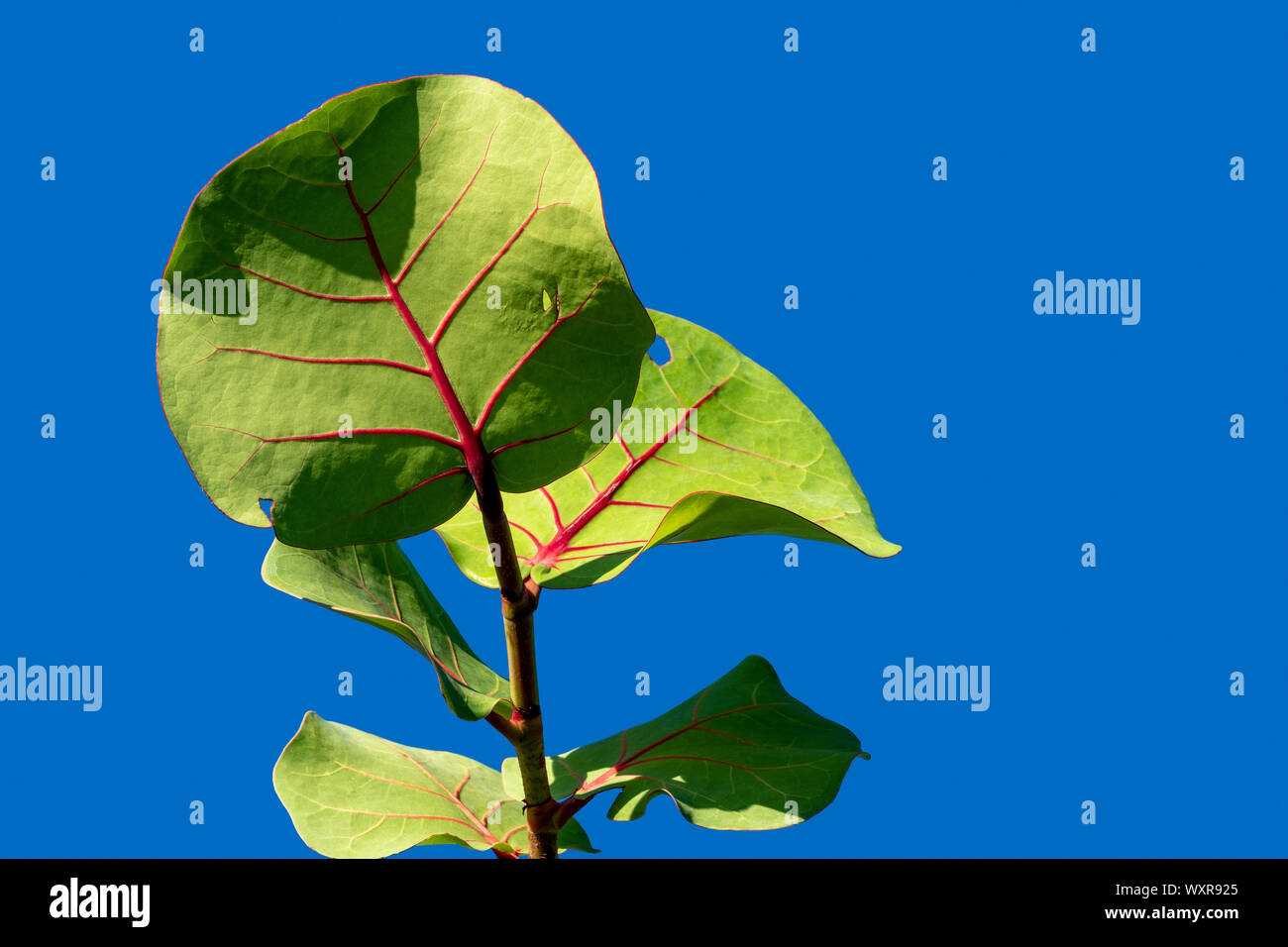 Una chiusura delle foglie di Coccoloba uvifera contro un vivid blue sky, Bermuda Foto Stock