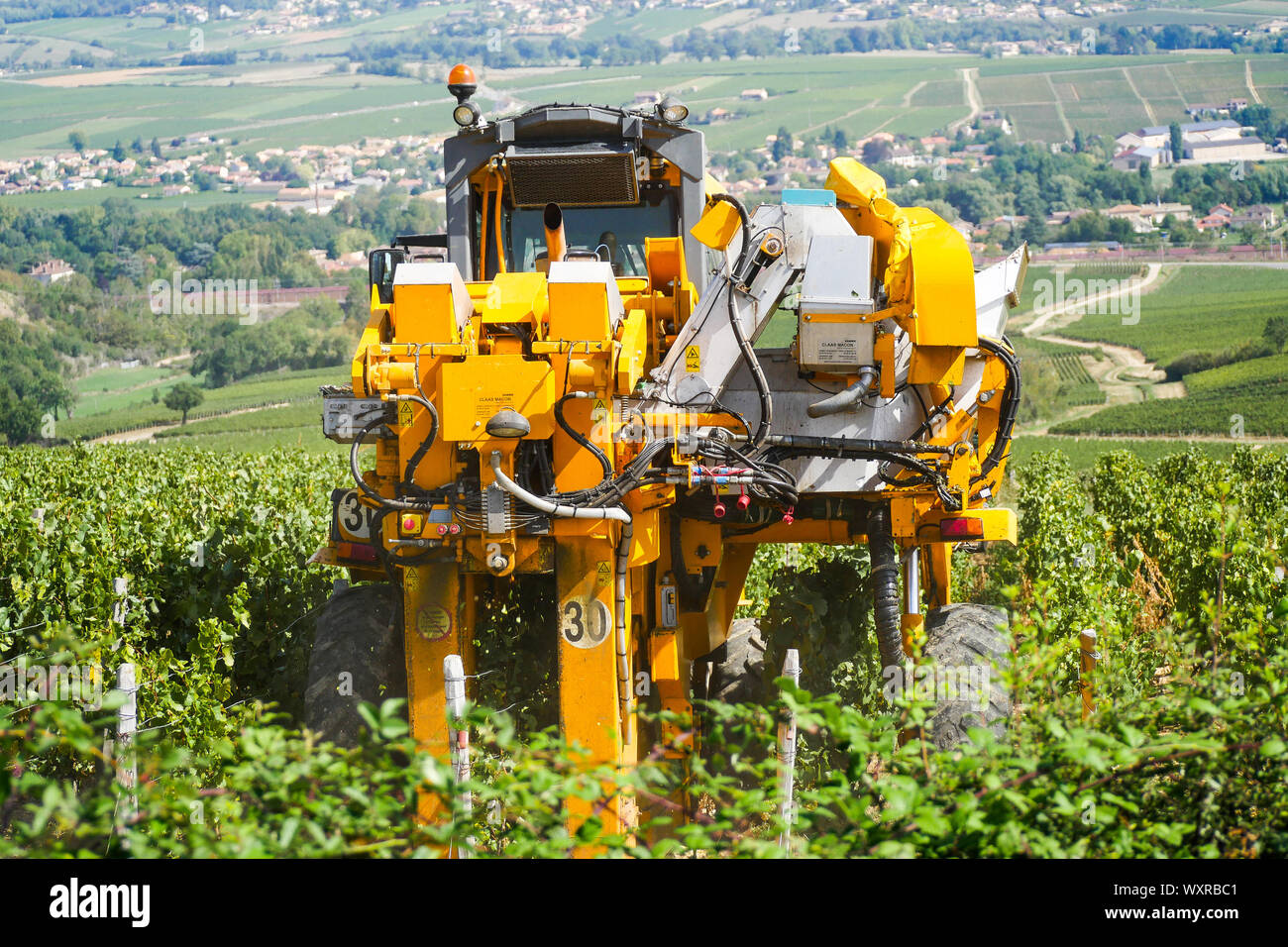 Una viticoltura la macchina a lavorare nella vigna Solutré-Pouilly, Borgogna e Saône-et-Loire, Bourgogne-Franche-Comté regione, Francia Foto Stock