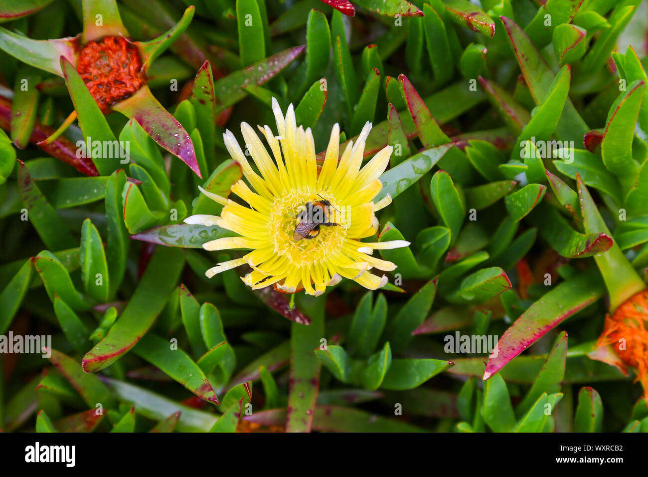 Un Bumble Bee su più rara forma di fiore giallo Hottentot-fig o Hottentot Fig (Carpobrotus edulis) St. Mary's, isole Scilly, England, Regno Unito Foto Stock