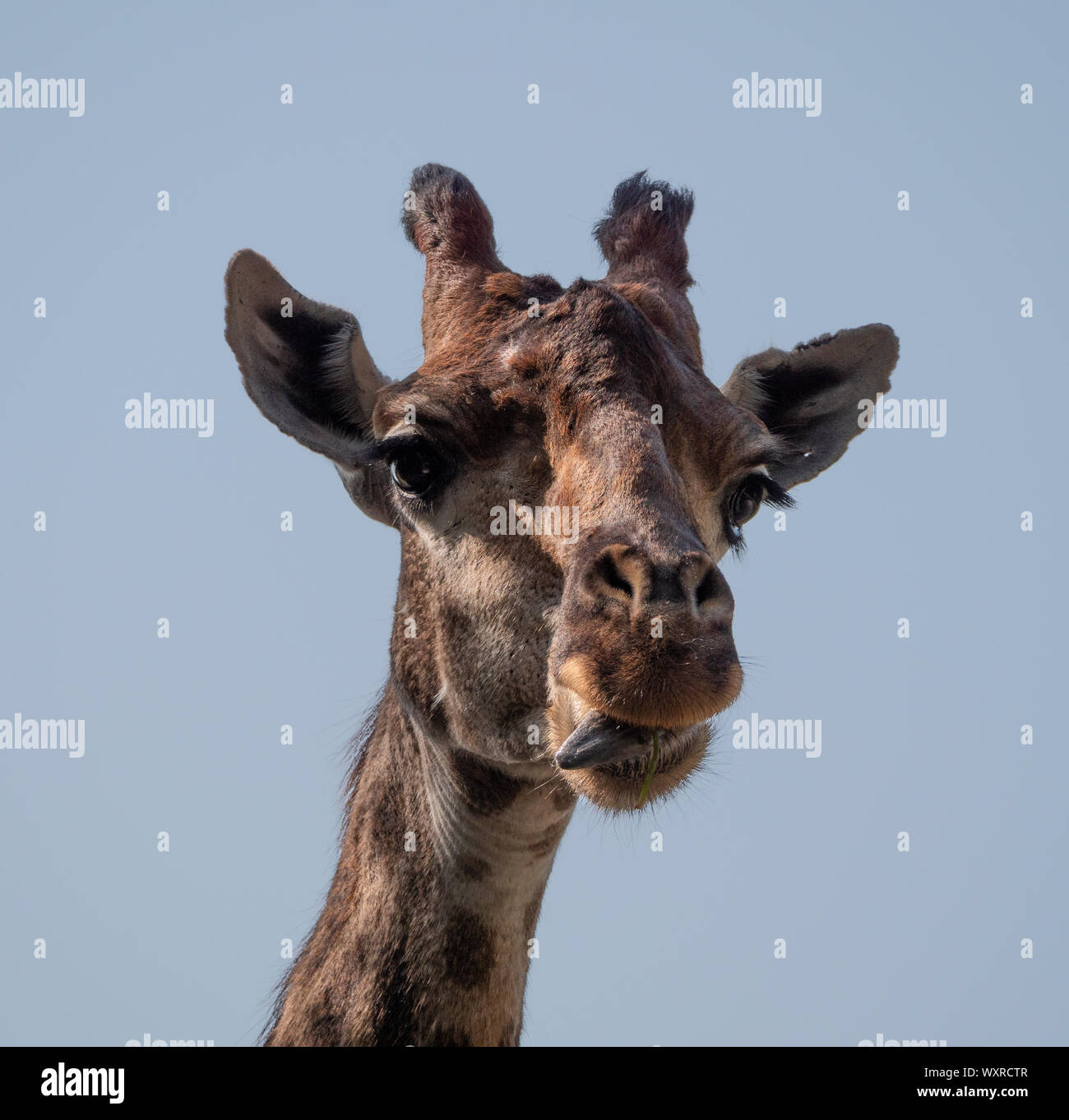 Bella la giraffa si eleva alto sul cielo blu sullo sfondo. Foto Stock