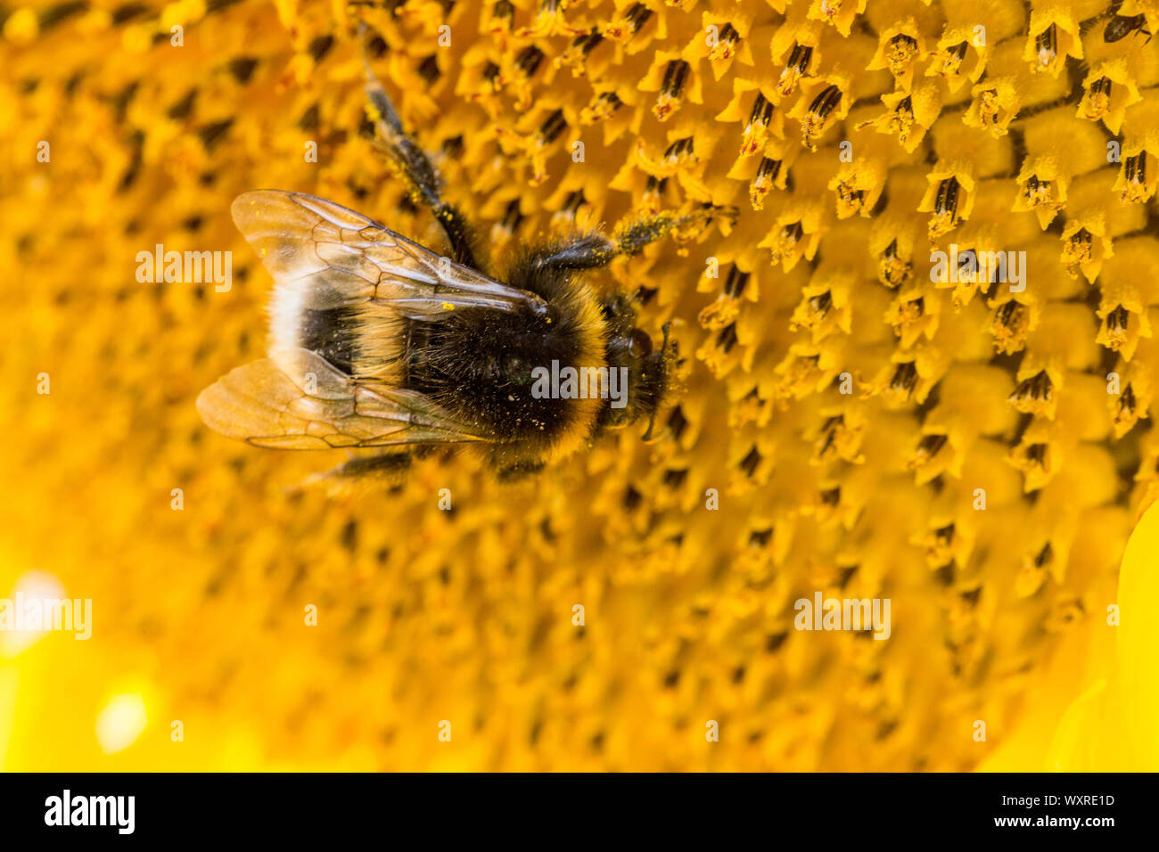 Close up di un bumblebee coperti con il polline di un girasole.wild Foto Stock