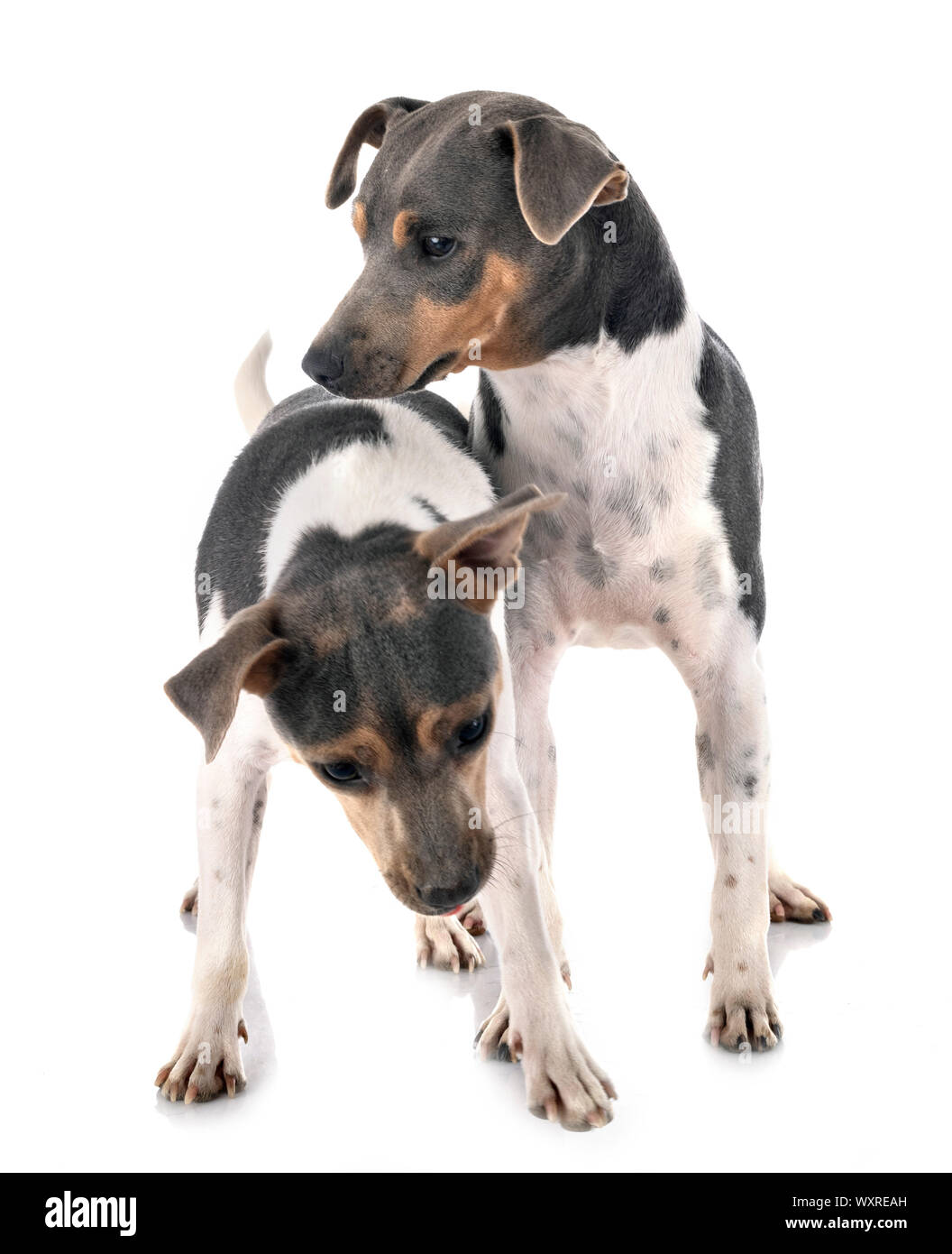 Terrier brasiliano di fronte a uno sfondo bianco Foto Stock