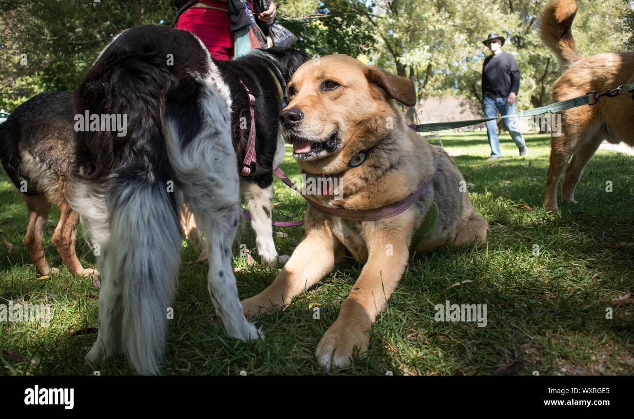 Un paio di soccorrere i cani nel parco. Foto Stock