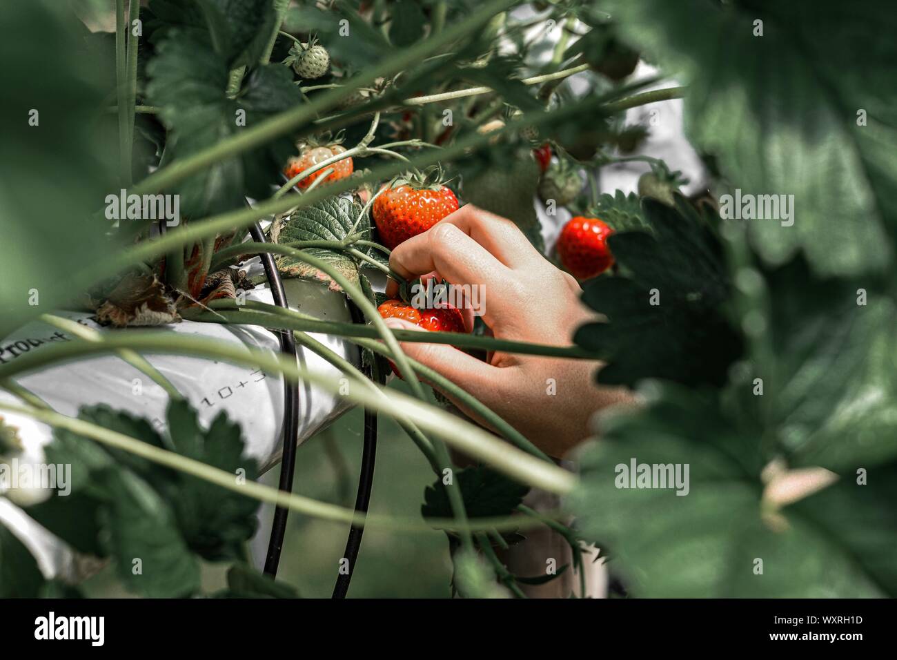 Raccolta a mano una fragola Foto Stock