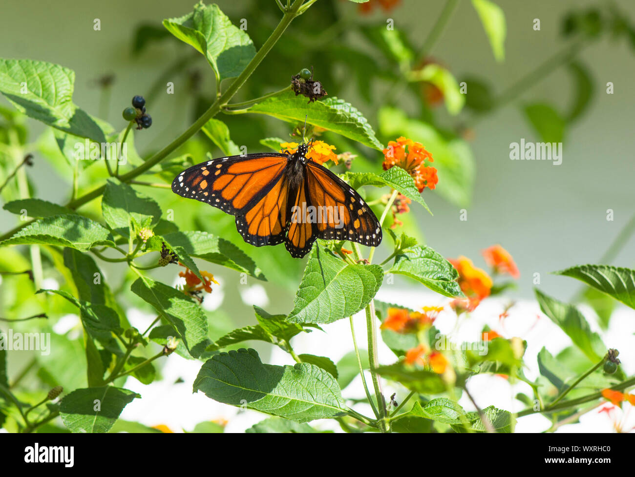 Farfalla monarca, (Danaus plexippus). milkweed, comune tiger o wanderer, nero venato brown, Andalusia, Spagna. Foto Stock