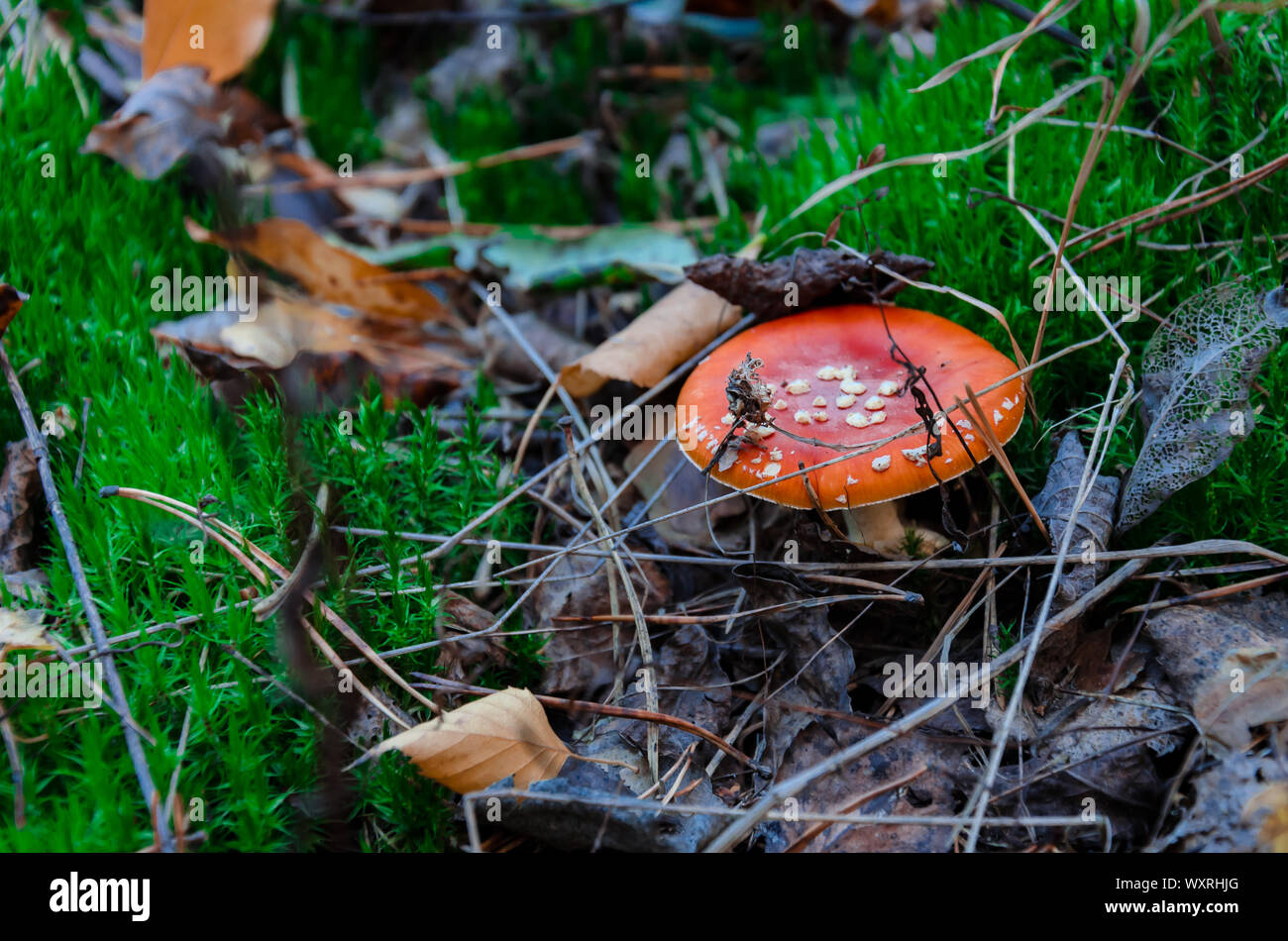Fungo non è commestibile, fungo con un cappuccio rosso cresce nella foresta, close-up Foto Stock