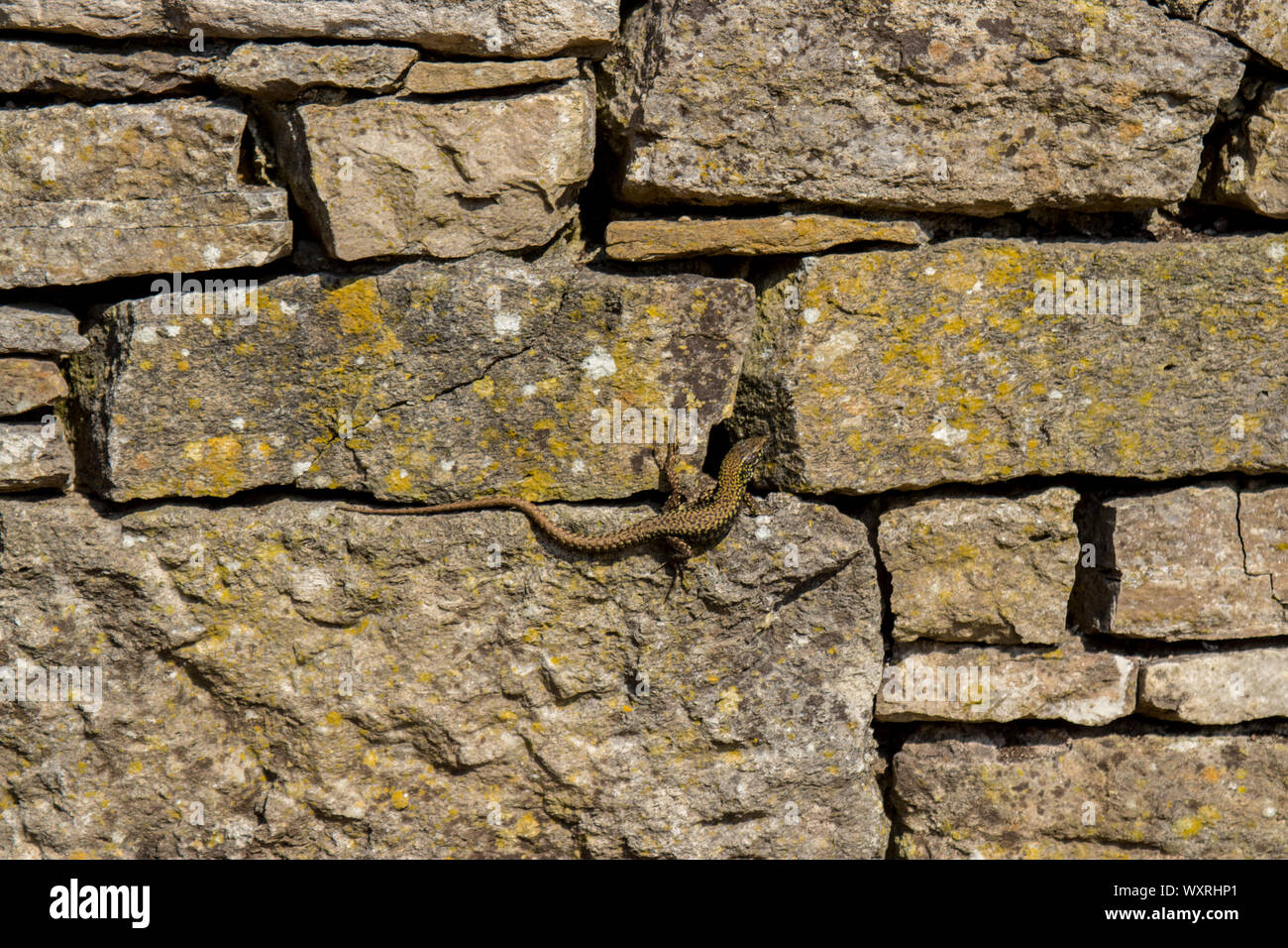 Parete comune lucertola a secco su un muro di pietra vicino castello Durlston in Durlston Country Park, Swanage, Dorset, Regno Unito. Foto Stock