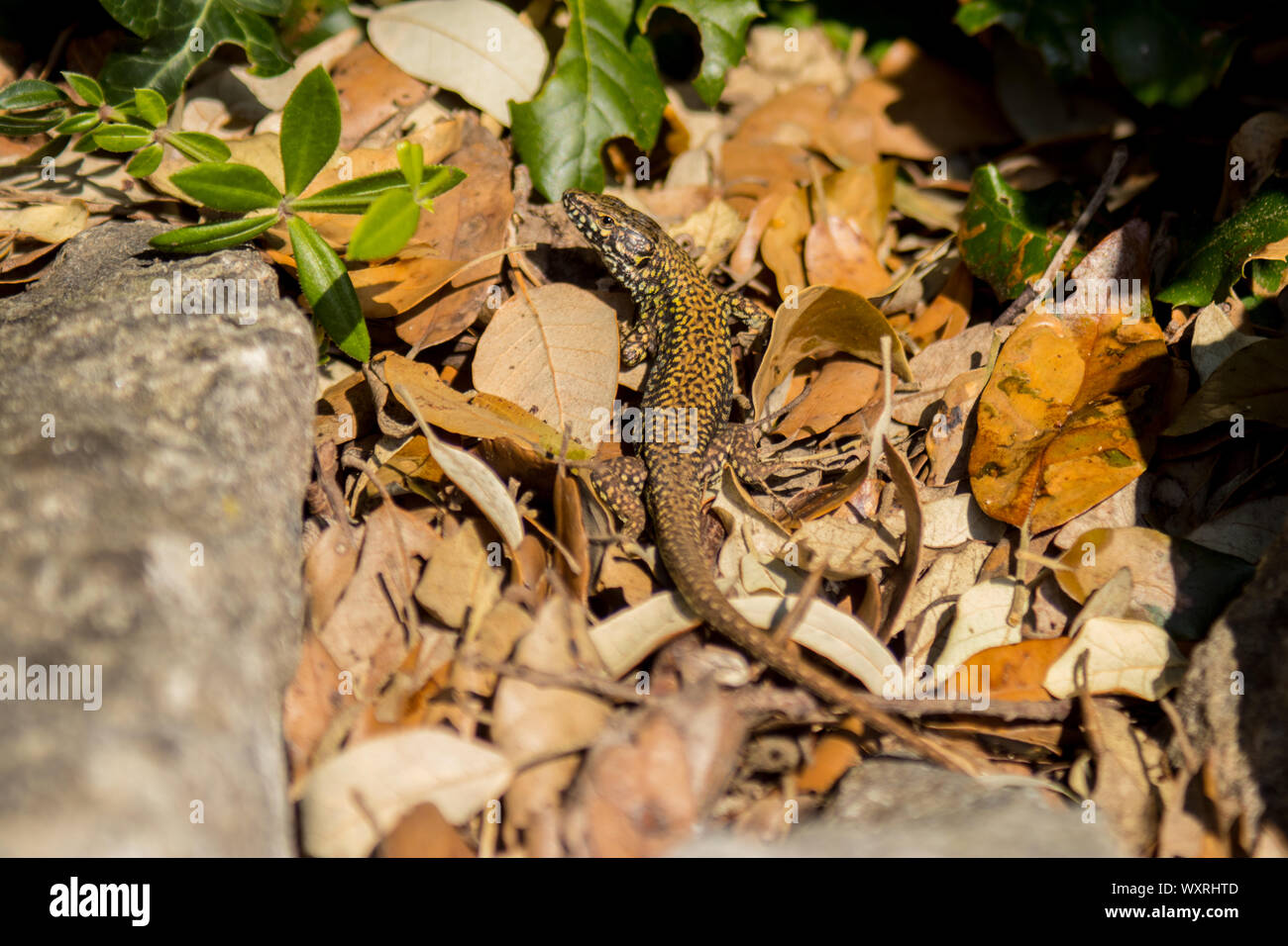 Parete comune lucertola a secco su un muro di pietra vicino castello Durlston in Durlston Country Park, Swanage, Dorset, Regno Unito. Foto Stock