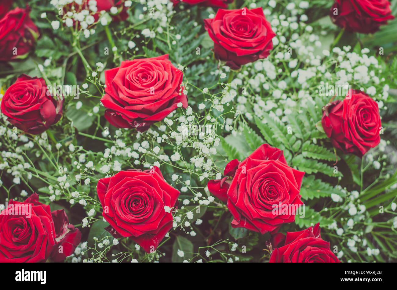 Ghirlanda di bright rose rosse con foglie verdi e piccoli fiori bianchi Foto Stock