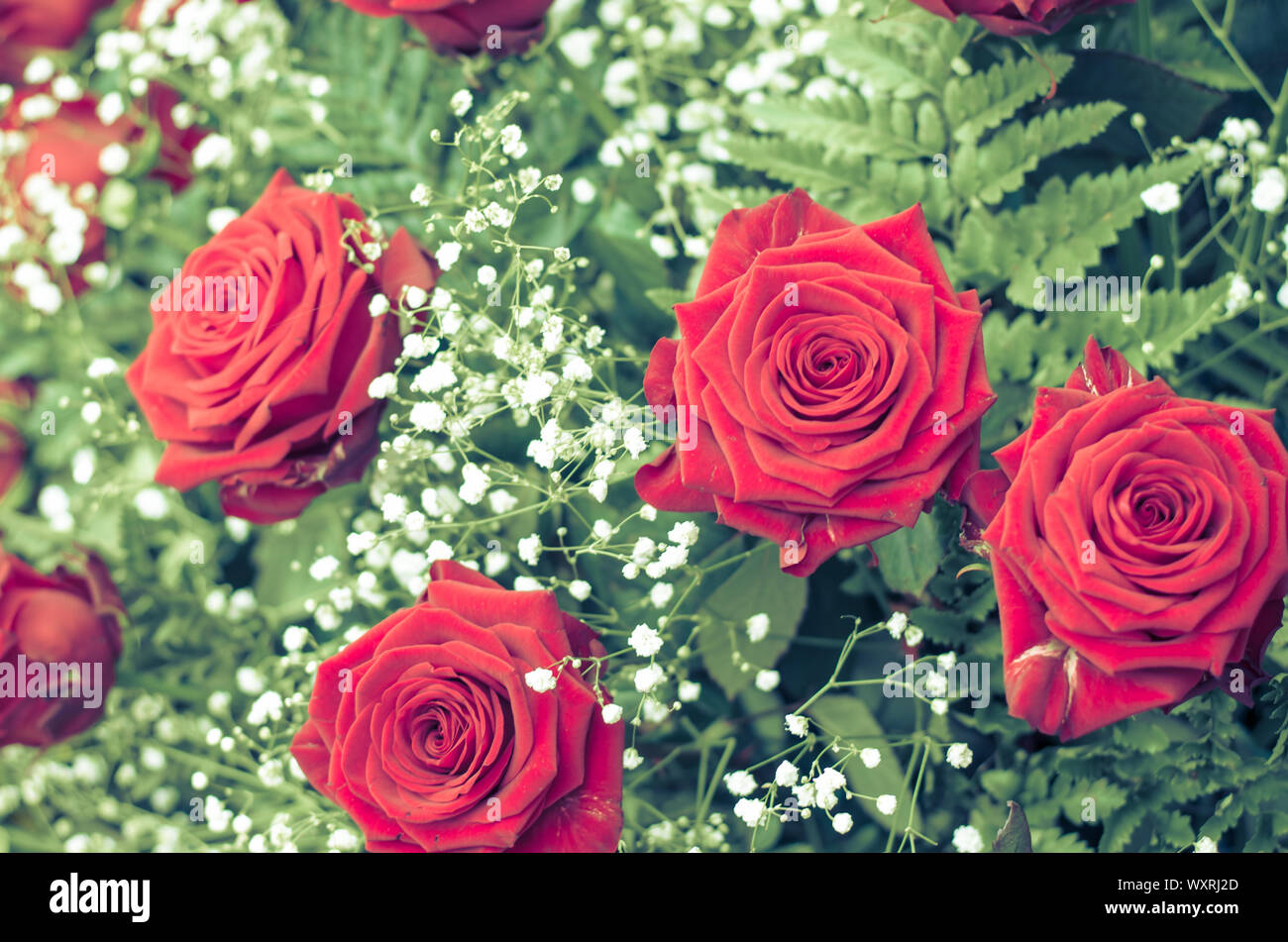 Ghirlanda di bright rose rosse con foglie verdi e piccoli fiori bianchi Foto Stock