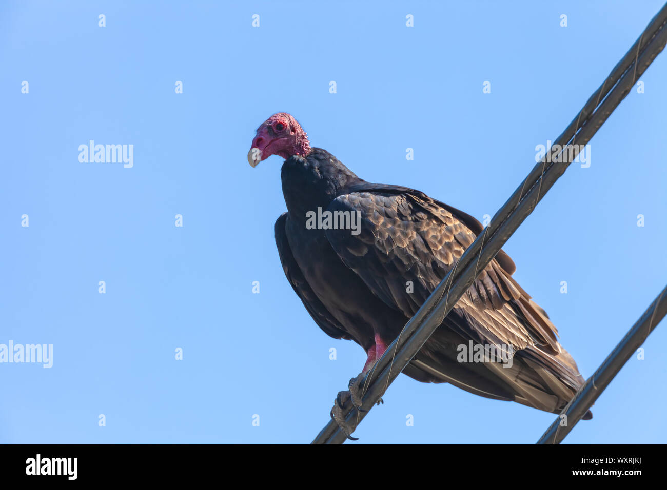 Una Turchia vulture (Cathartes aura) posatoi sul filo elettrico, San Olivos, CALIFORNIA, STATI UNITI D'AMERICA Foto Stock