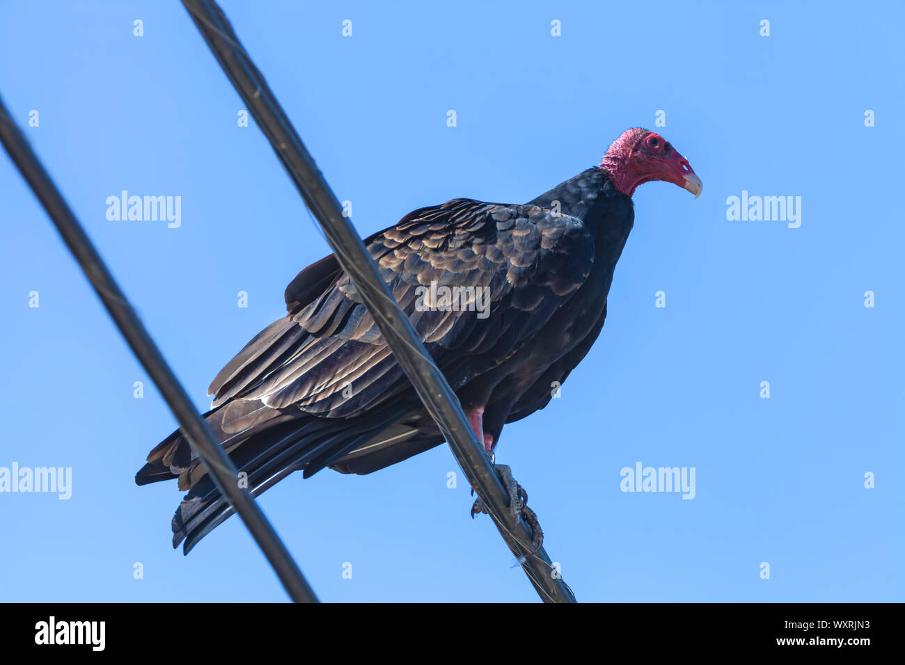 Una Turchia vulture (Cathartes aura) posatoi sul filo elettrico, San Olivos, CALIFORNIA, STATI UNITI D'AMERICA Foto Stock