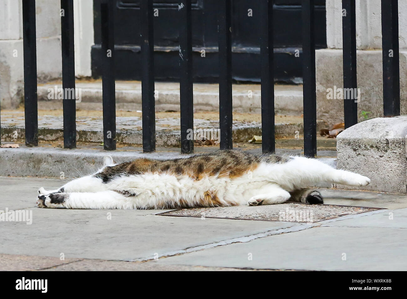 Larry, 10 Downing Street cat e Chief Mouser al Cabinet Office sdraiato in strada appena prima del ministri lasciare dopo aver frequentato il settimanale riunione del gabinetto. Foto Stock