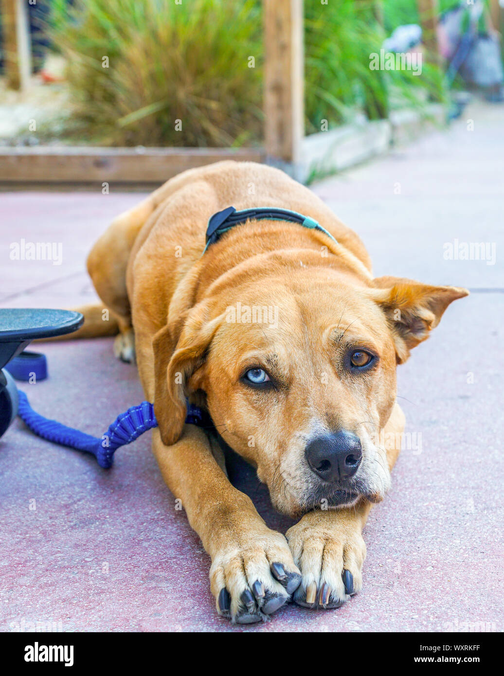 Raro cane con due occhi diversi colori. Foto Stock