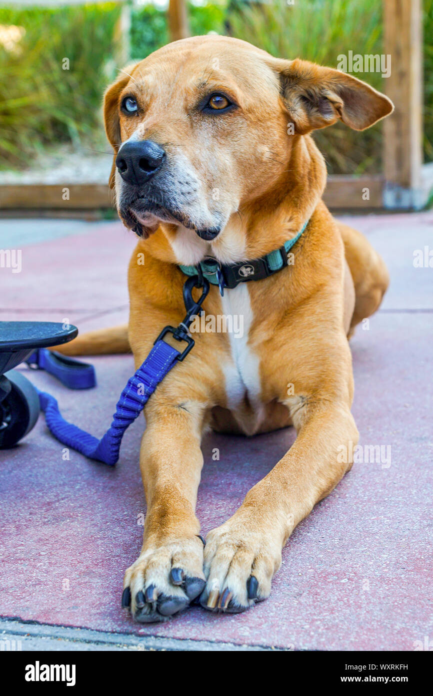 Raro cane con due occhi diversi colori. Foto Stock