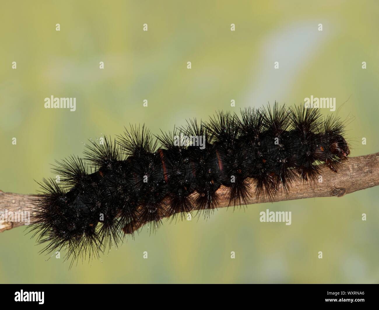 Giant Leopard Moth caterpillar (Hypercompe scribonia) su un piccolo ramo a Houston, TX. Si tratta di una varietà di lanosi Bear caterpillar. Foto Stock