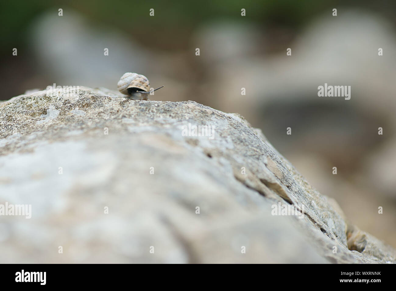 Eobania vermiculata - cioccolato-band va a passo di lumaca sulla roccia in Sardegna, Italia Foto Stock