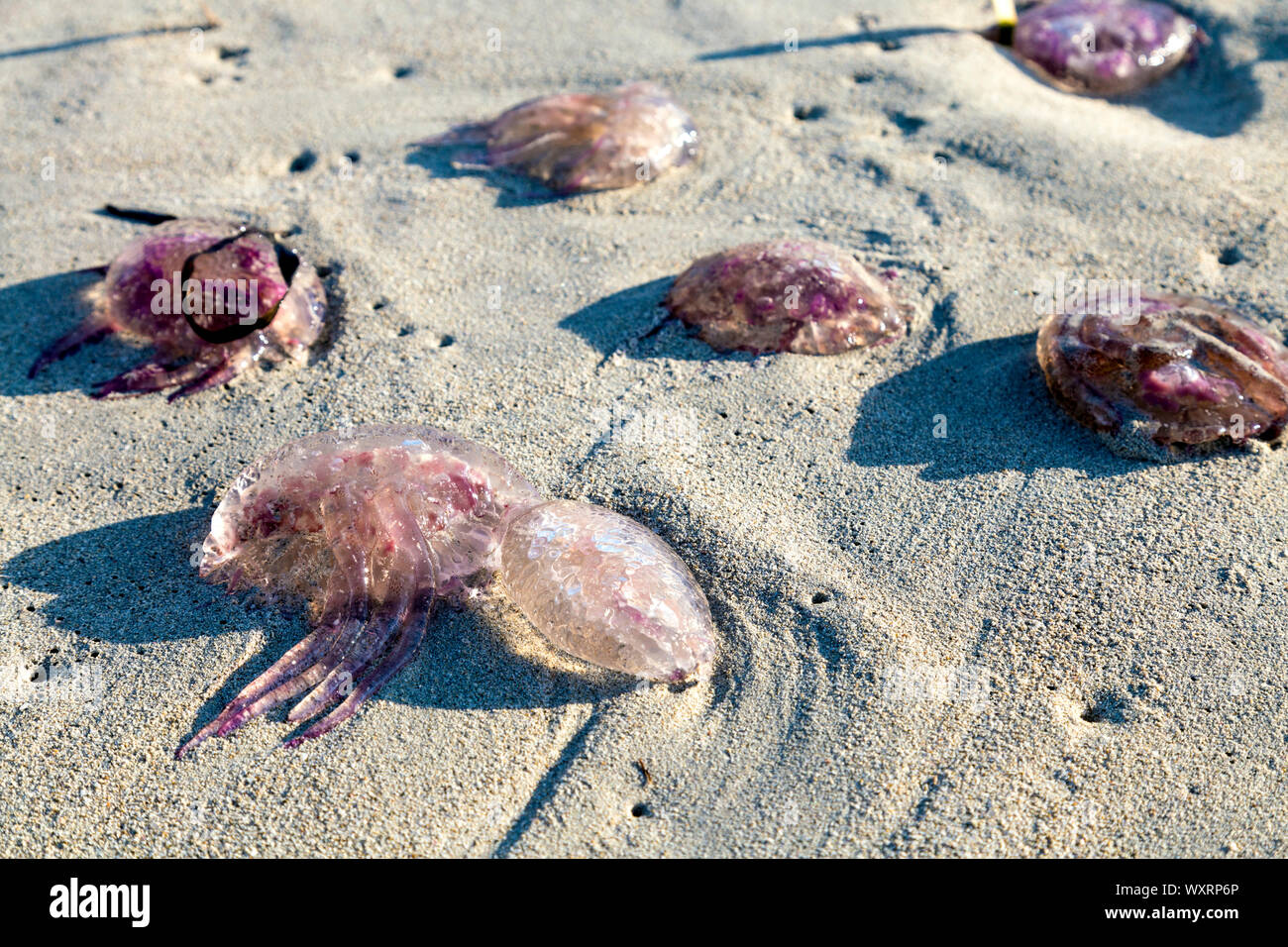 Medusa lavato fino a Playa de Llevant, i cambiamenti di temperatura e il riscaldamento globale sta causando afflusso di meduse, Formentera, isole Baleari, Spagna Foto Stock