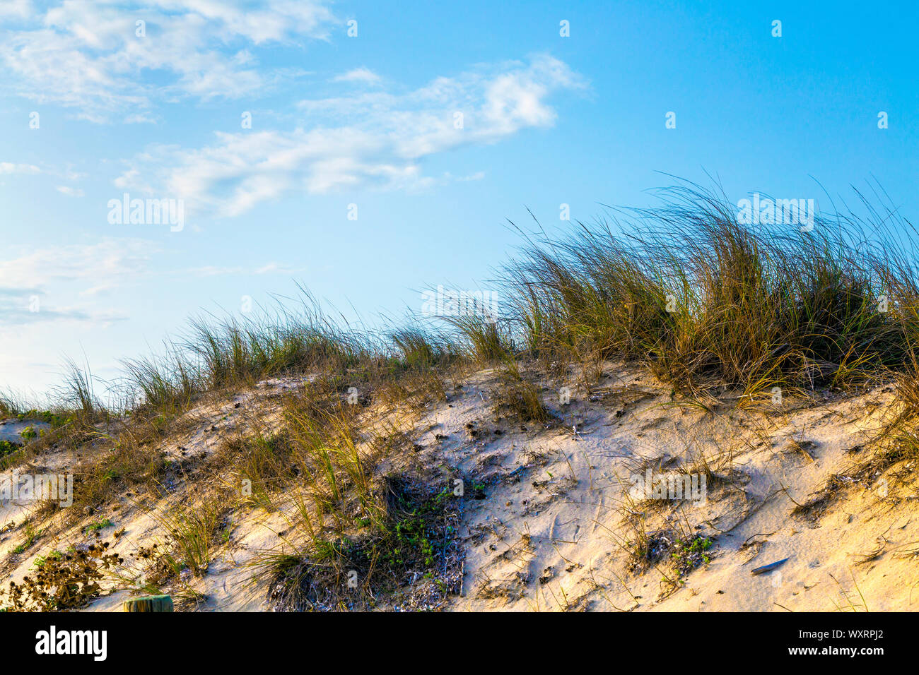 Dune di sabbia e erba sulla spiaggia di Playa de Migjorn, Formentera, Isole Baleari, Spagna Foto Stock