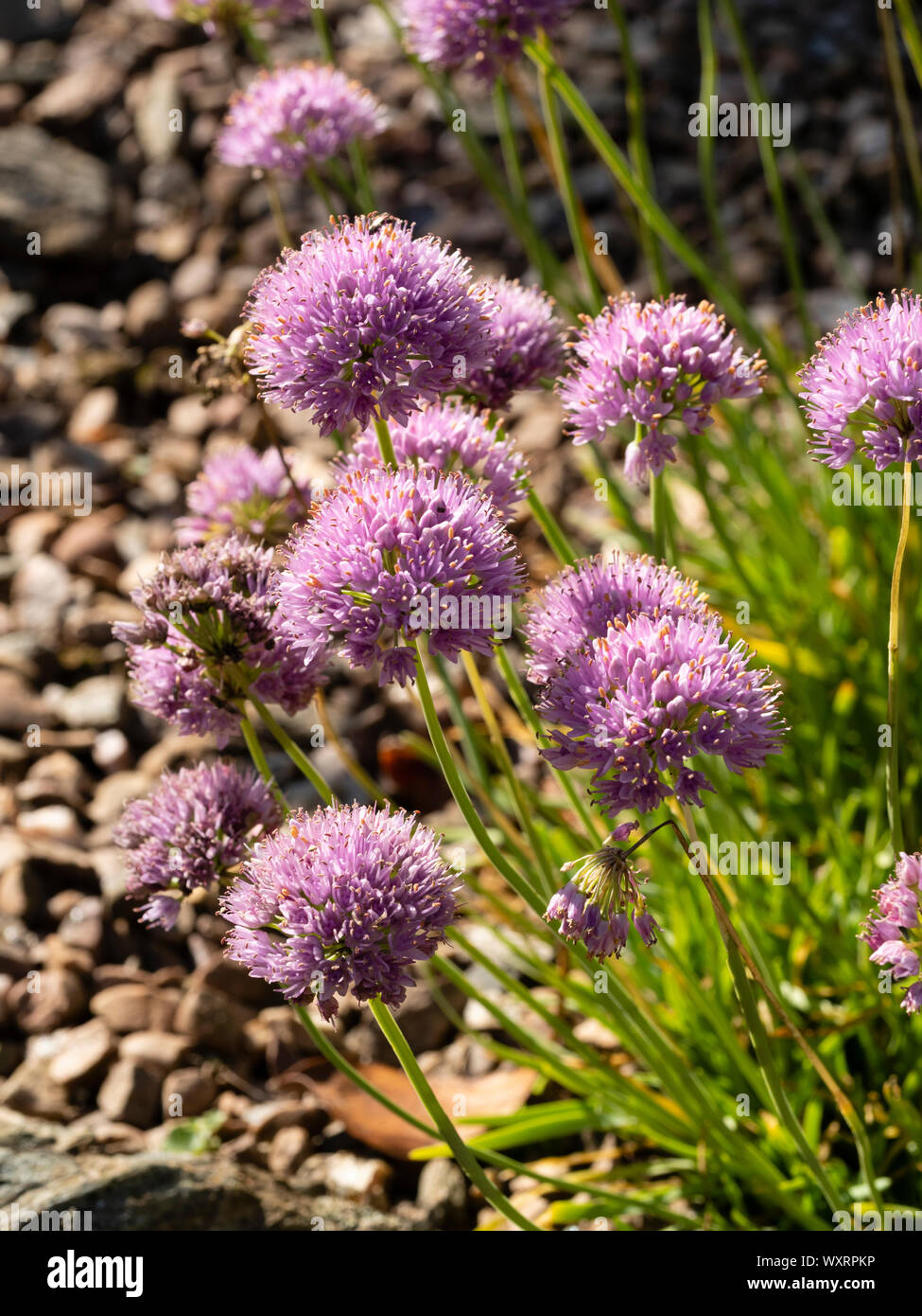 Teste sferiche di rosa, tarda estate fiori di invecchiamento della erba cipollina, Allium senescens Foto Stock