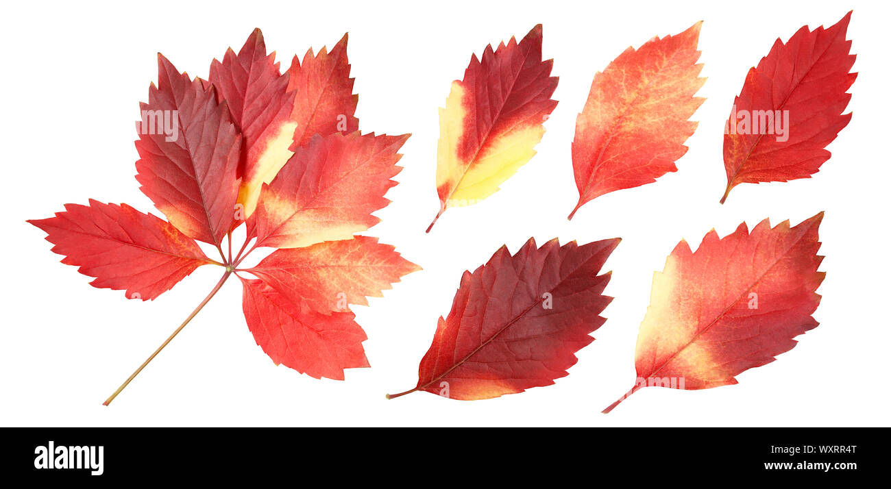 Isolate le foglie di autunno Foto Stock
