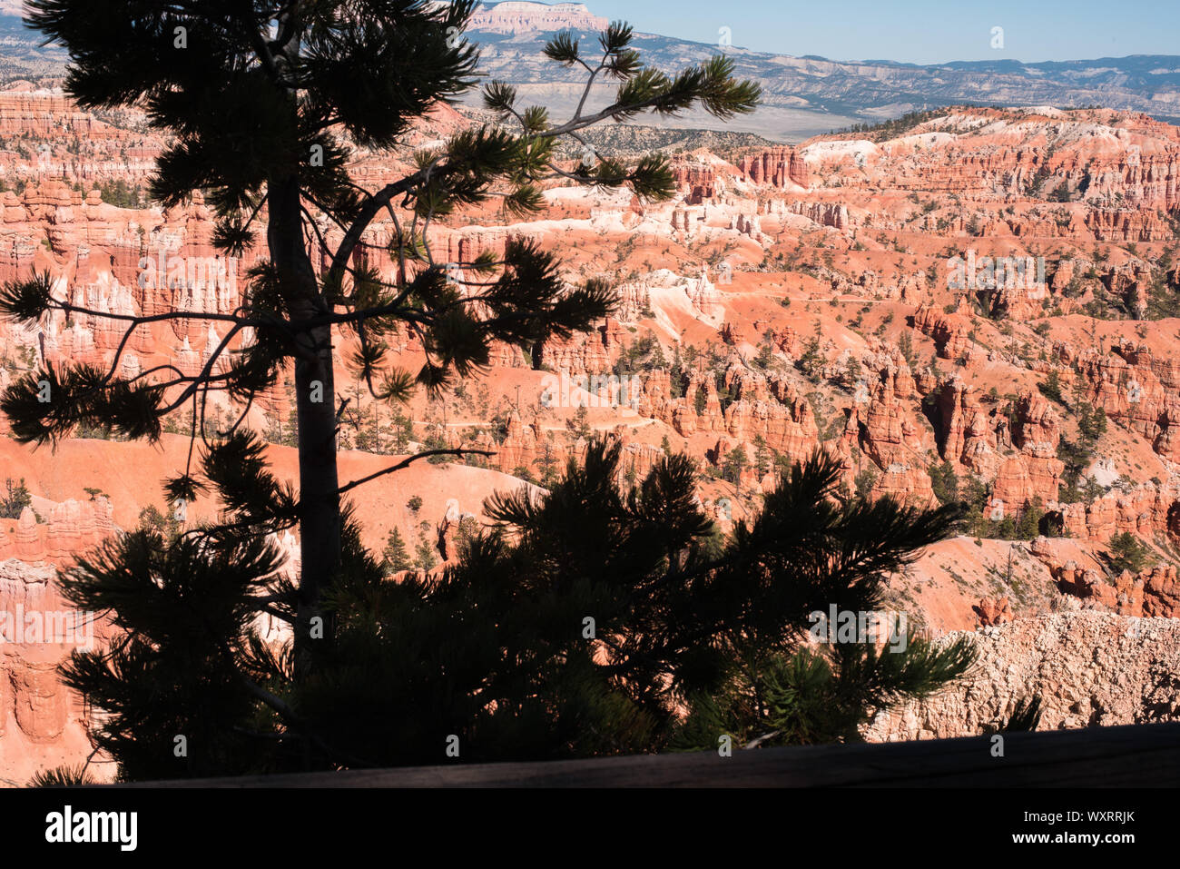 Alberi di pino crescere tra la roccia arenaria formazioni che sono usurati dal tempo di erosione e di formare il colorato vedute al Parco Nazionale di Bryce Canyon Foto Stock