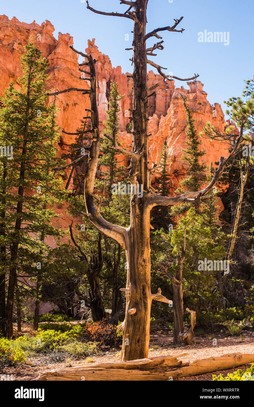 Alberi di pino crescere tra la roccia arenaria formazioni che sono usurati dal tempo di erosione e di formare il colorato vedute al Parco Nazionale di Bryce Canyon Foto Stock
