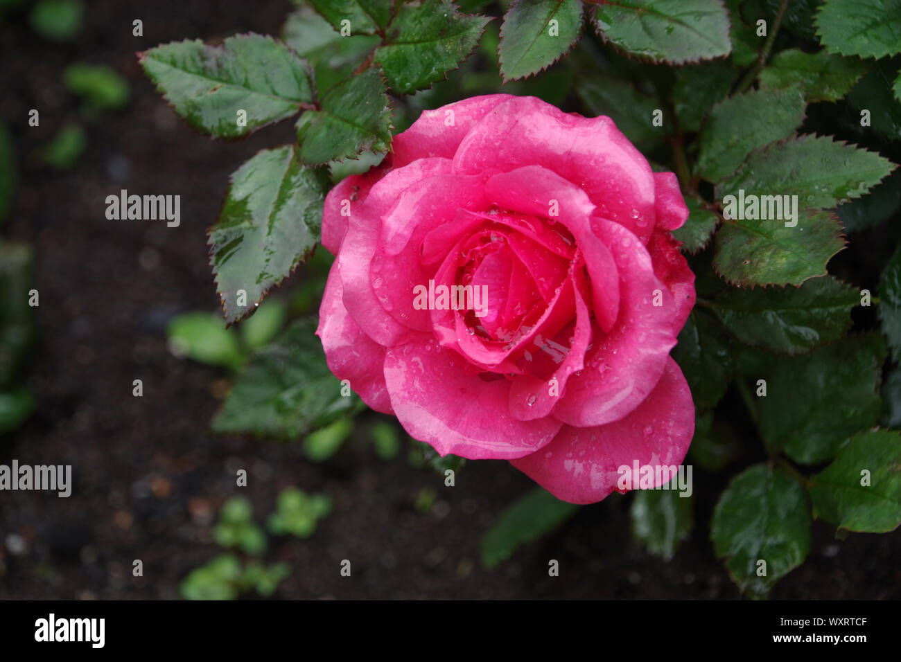 Miniatura rosa rosa nel rockery ricoperto di gocce di pioggia Foto Stock