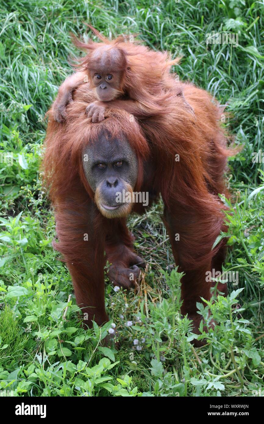 Oranghi presso lo Zoo di Chester Foto Stock