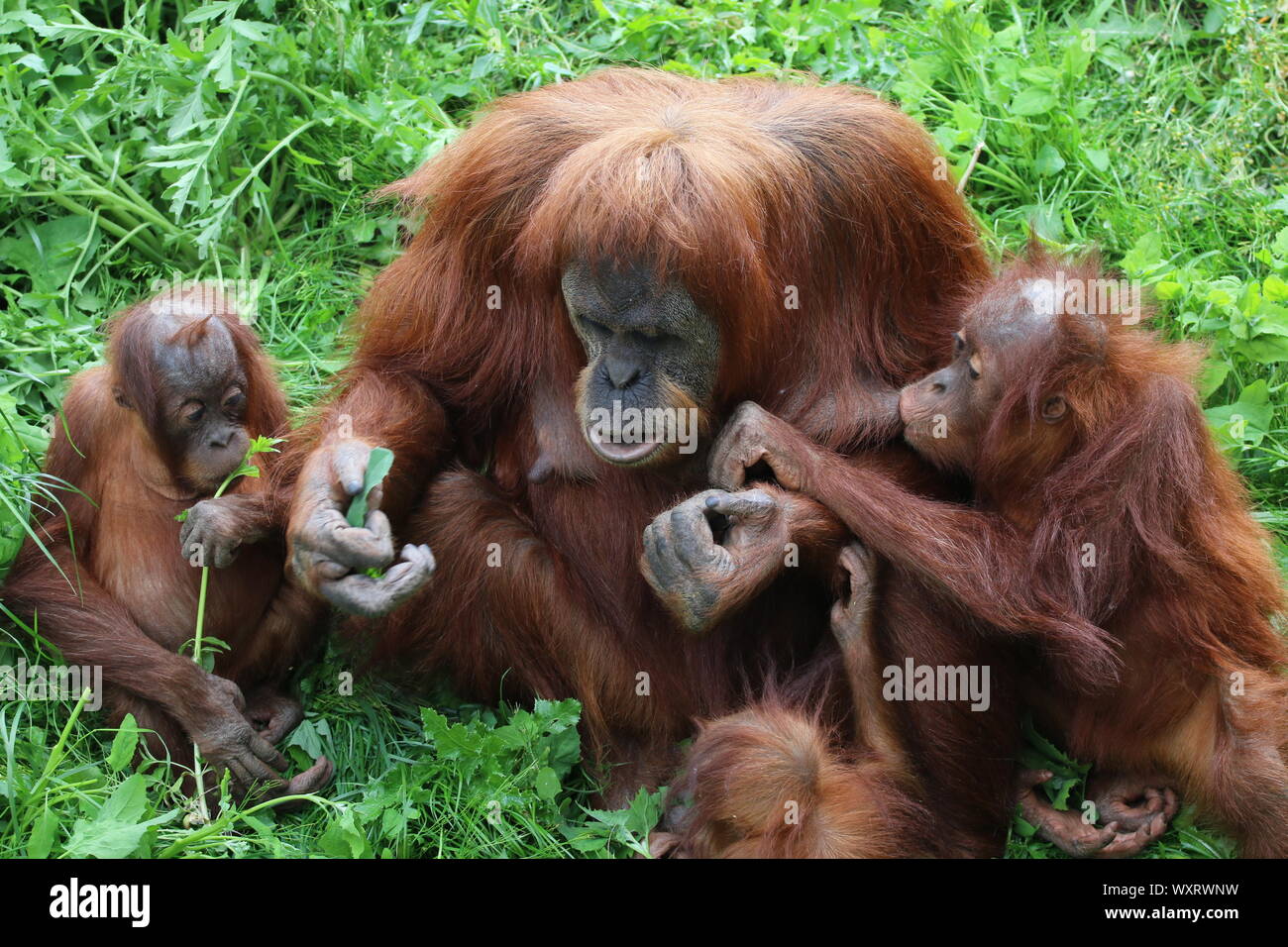 Oranghi presso lo Zoo di Chester Foto Stock