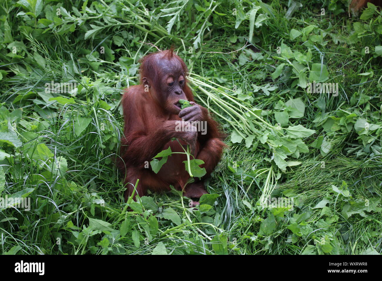 Oranghi presso lo Zoo di Chester Foto Stock