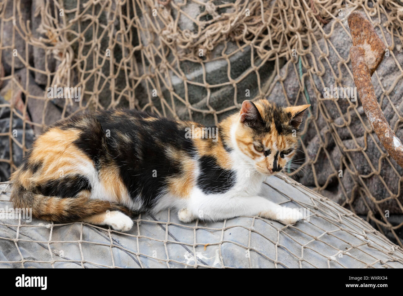 Feral gatta calico a Essaouira, Moroccocat, Mahgreb, Nord Africa Foto Stock