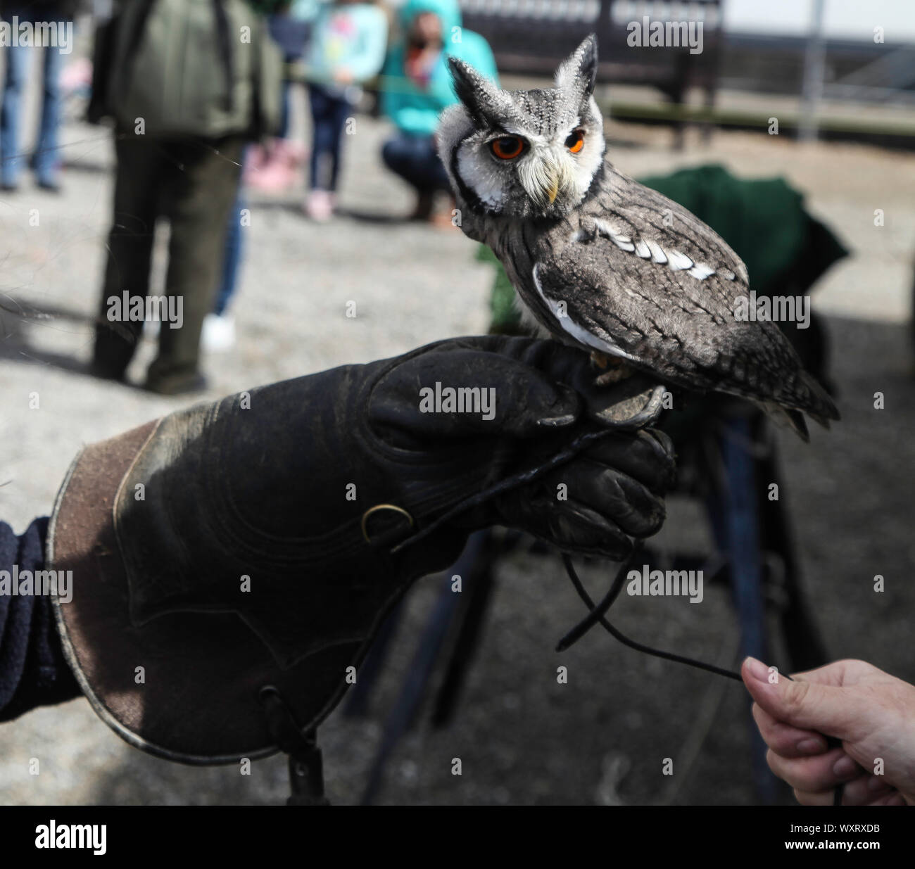 Gufo seduto a portata di mano Foto Stock