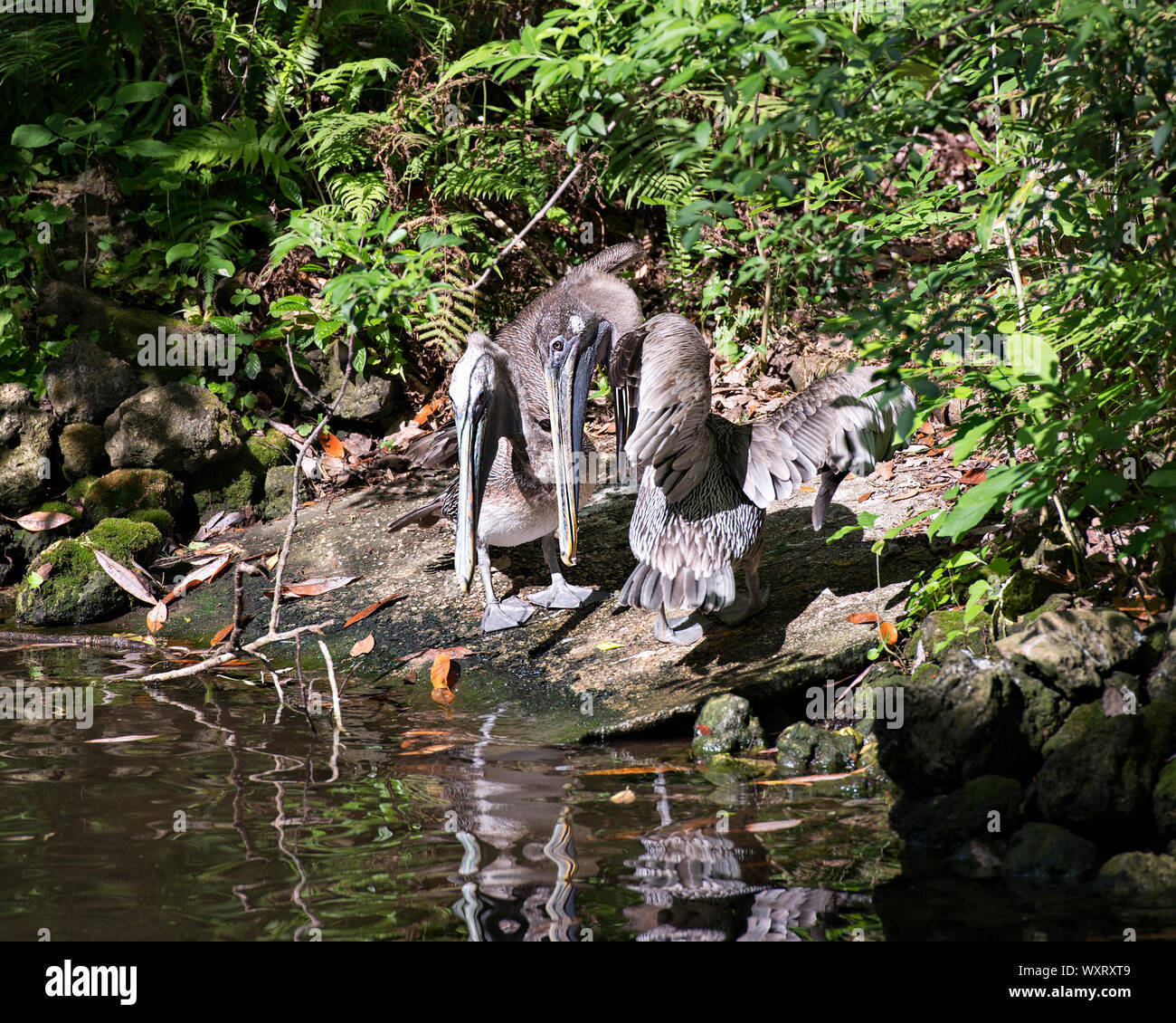 Brown pelican novellame cercando in acqua vedendo la loro riflessione godendo il loro circostante e l'ambiente. Foto Stock