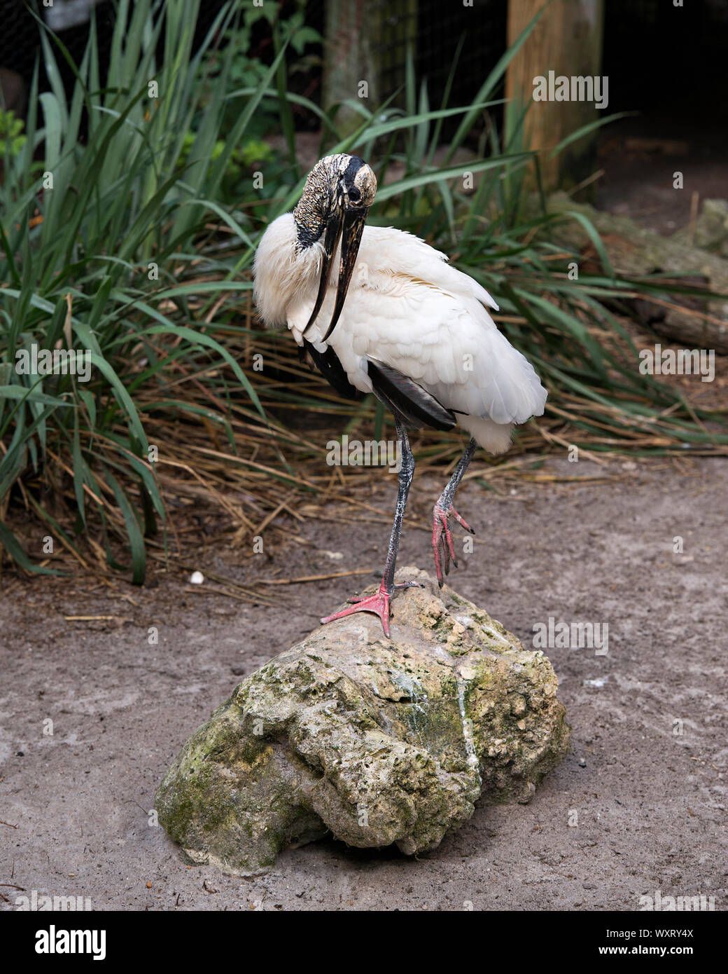 Cicogna legno uccello adulto in piedi su una roccia nel suo ambiente circostante. Foto Stock