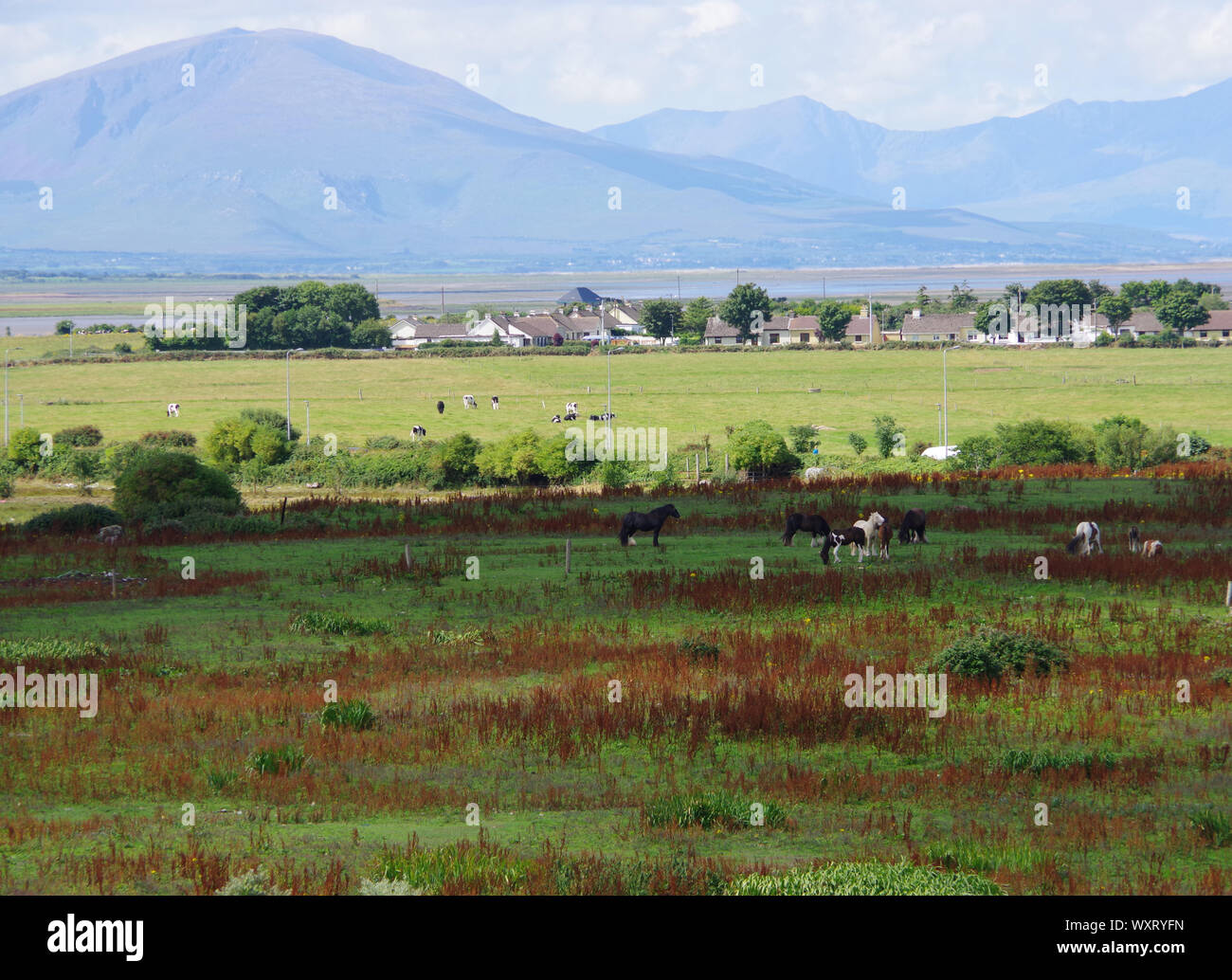 Paesaggio irlandese con montagne e cavalli Foto Stock