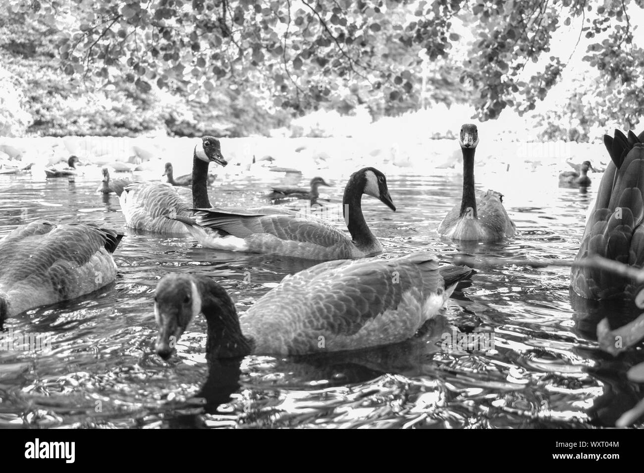 Diverse le oche canadesi Goose sulle sponde di un lago in bianco e nero Foto Stock