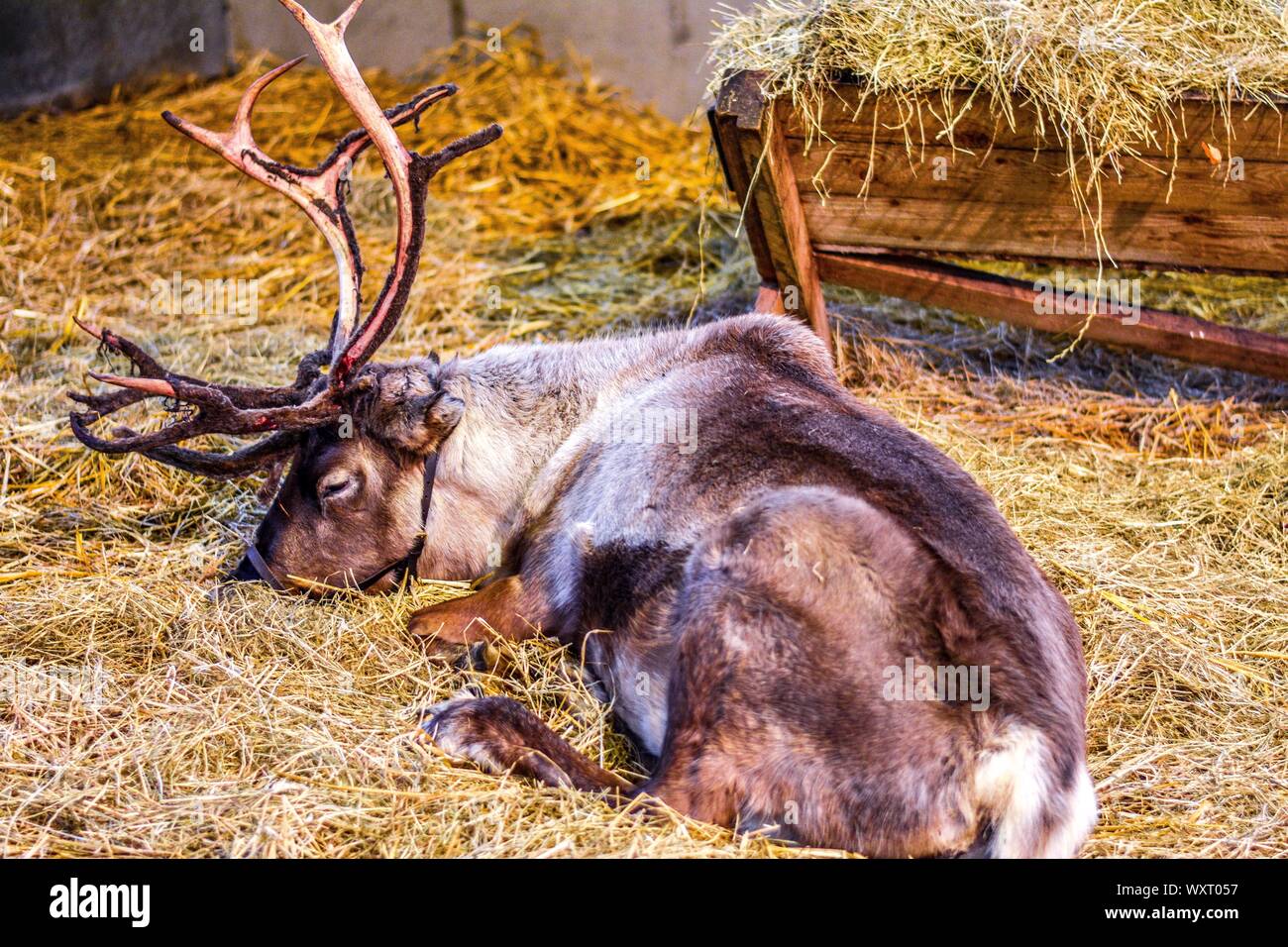 Sleeping renne in un fienile in appoggio prima di Natale Foto Stock