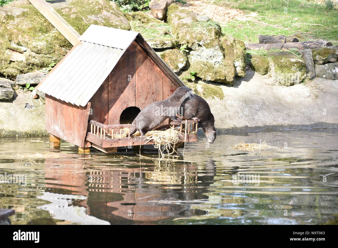 Due lontre lasciando loro rifugio a fare una nuotata Foto Stock