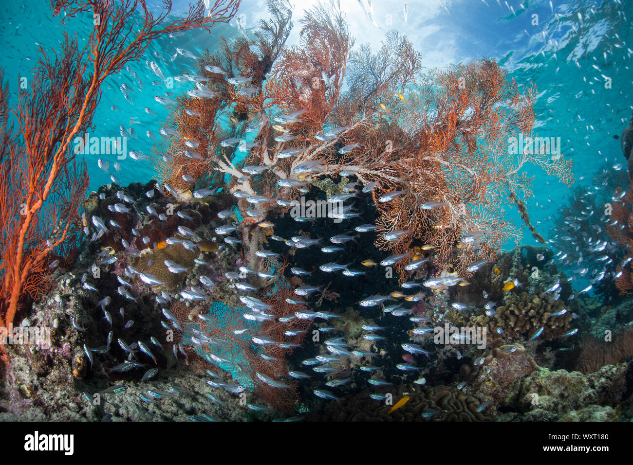 Piccolo cardinalfish gravitano attorno a diversi coral bommie crescente tra il telecomando, isole tropicali di Raja Ampat, Indonesia. Foto Stock