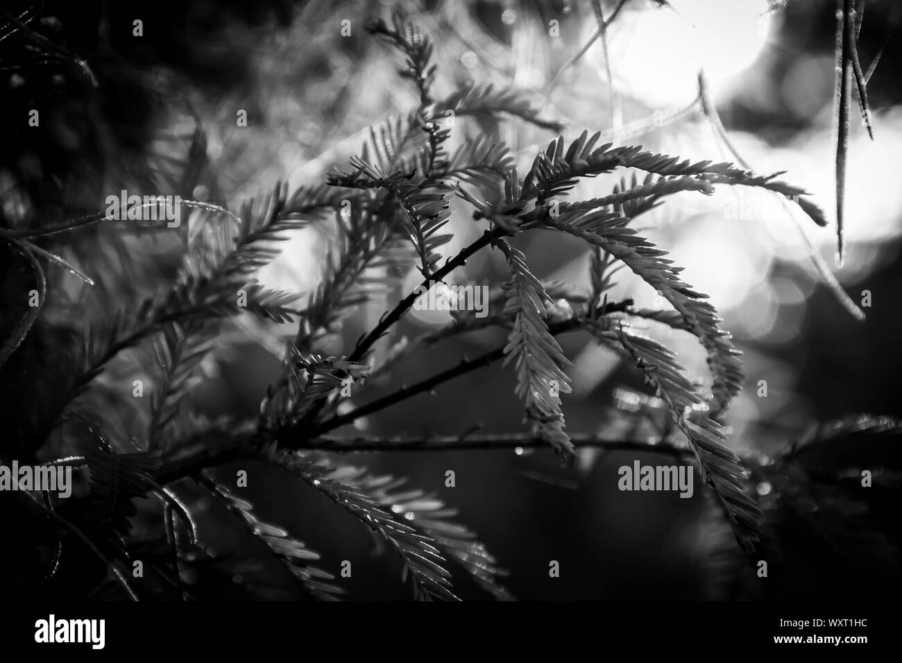 South Florida vegetazione selvatica in bianco e nero Foto Stock