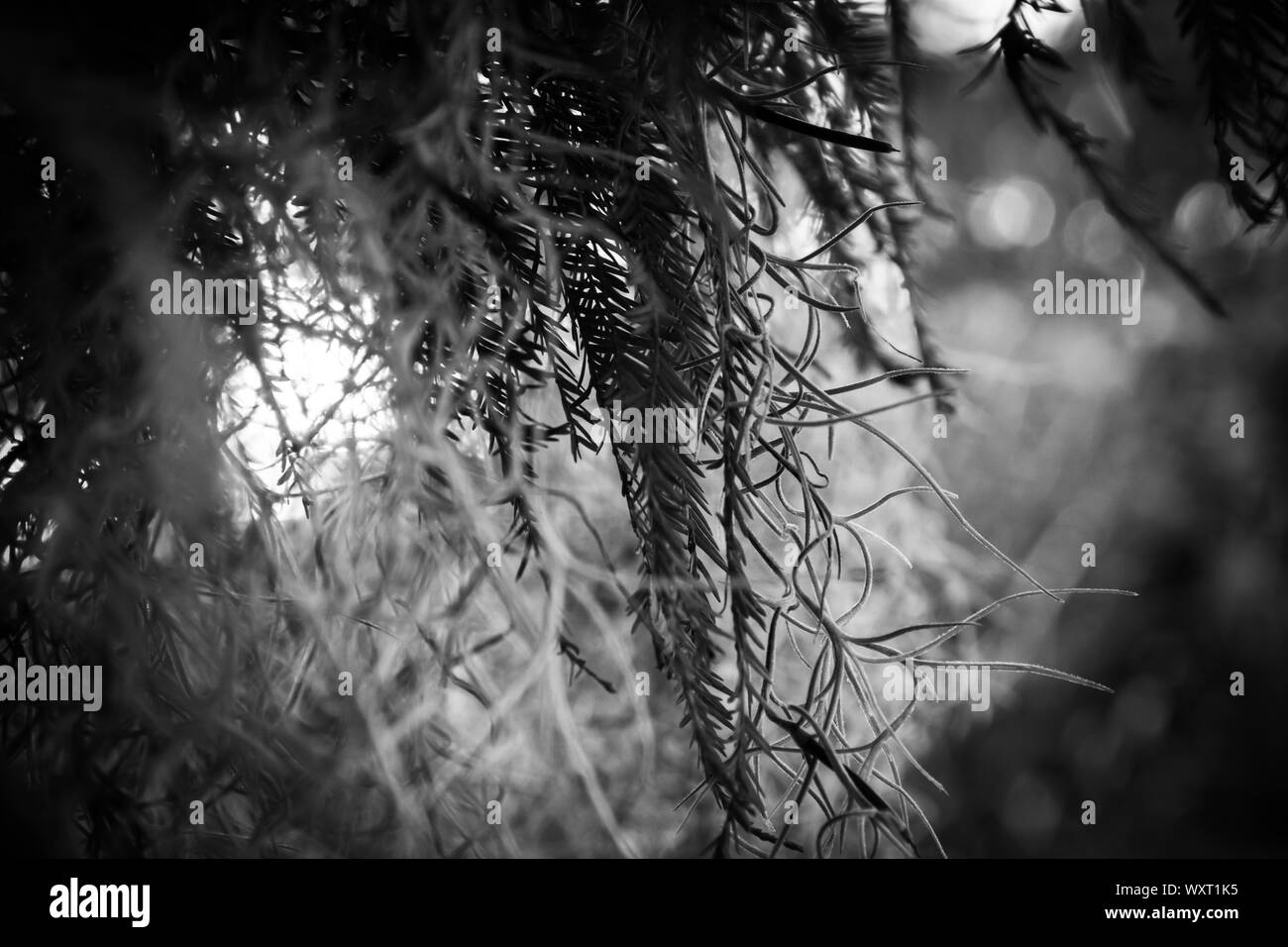 South Florida vegetazione selvatica in bianco e nero Foto Stock