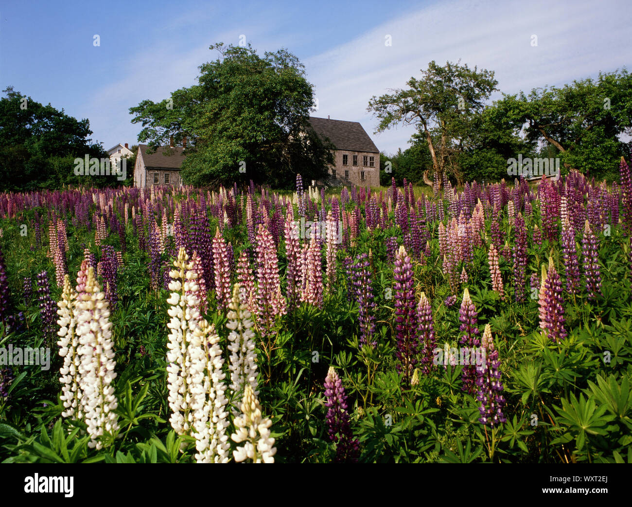 Lupin Field a St. George Maine Foto Stock