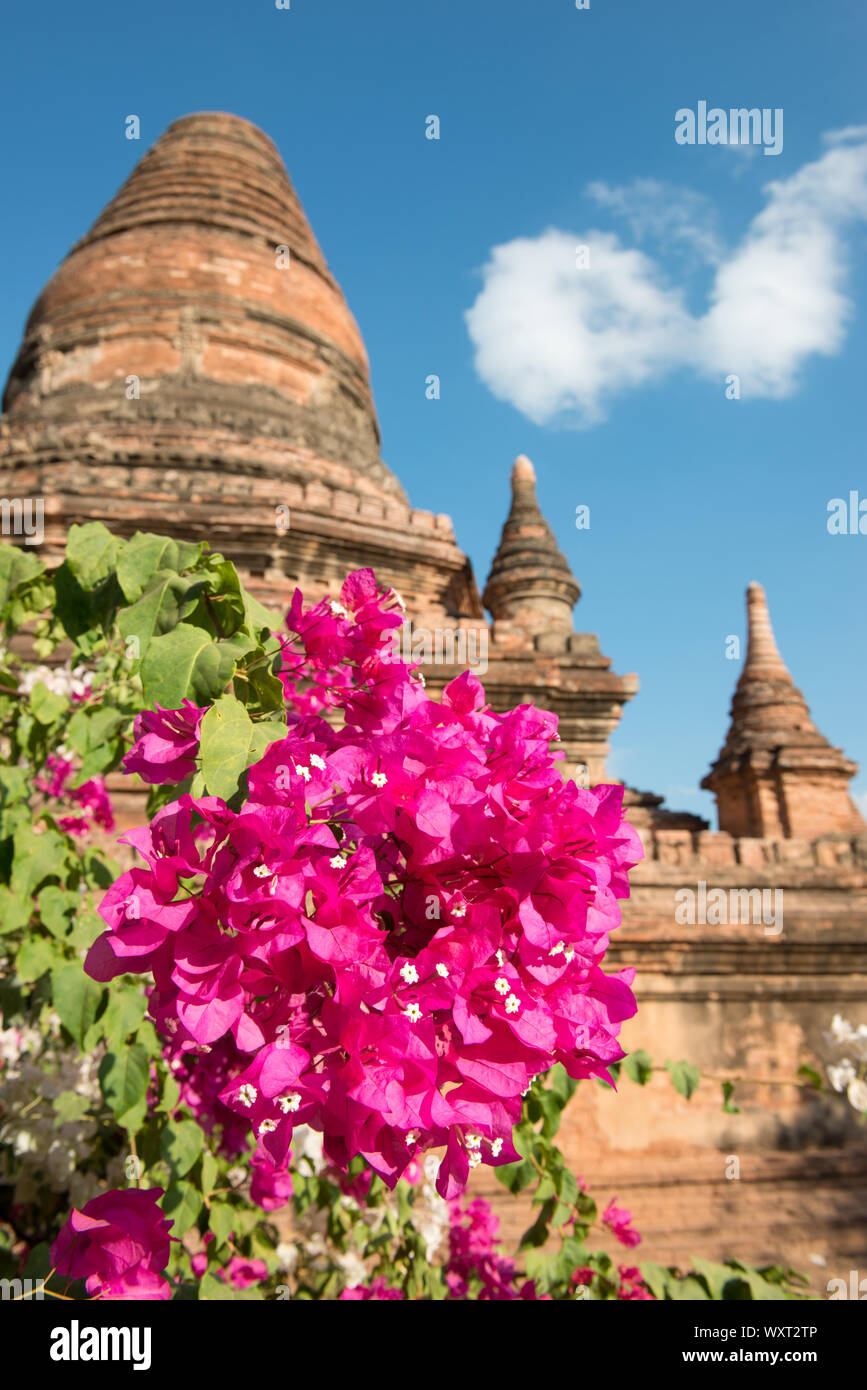 Immagine verticale di fiori colorati presso il monastero di mattoni a Bagan, una famosa destinazione turistica di Myanmar Foto Stock