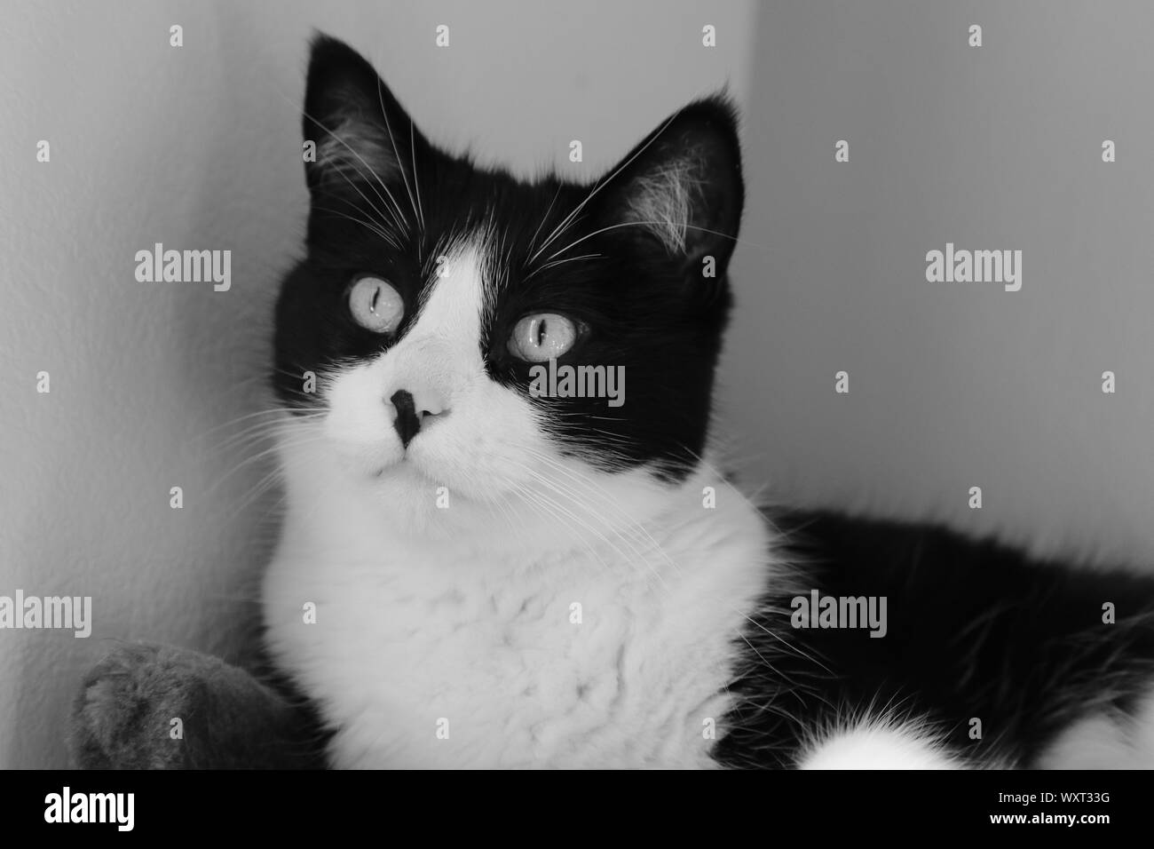 Gatti in bianco e nero Ace Foto Stock
