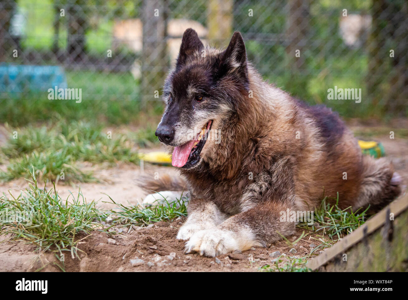 Cura grande vecchio cane in appoggio al di fuori al giorno da sola Foto Stock