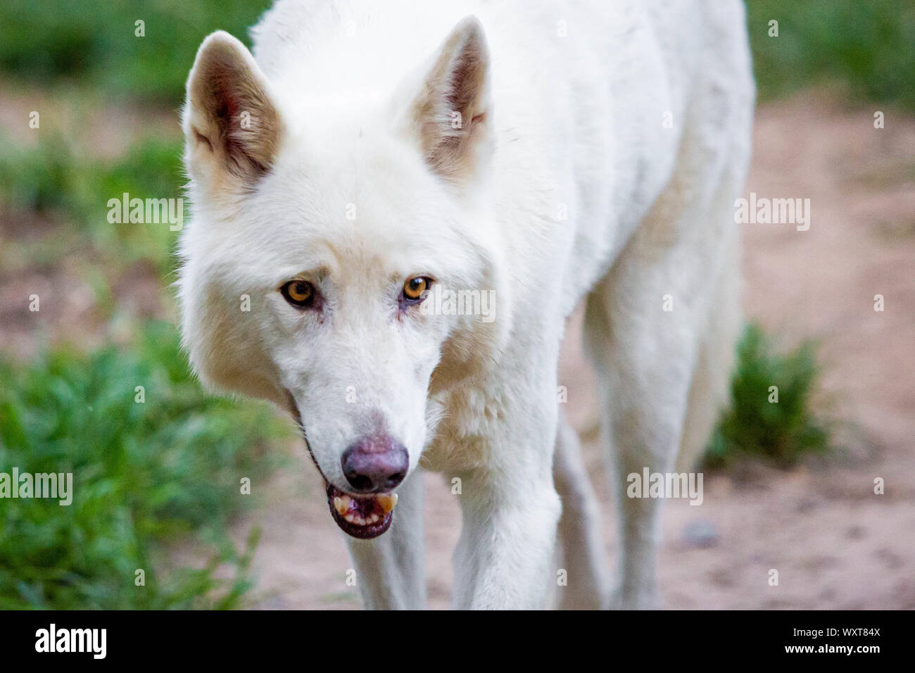 White Wolf cane Razza pastore da soli al giorno a piedi Foto Stock