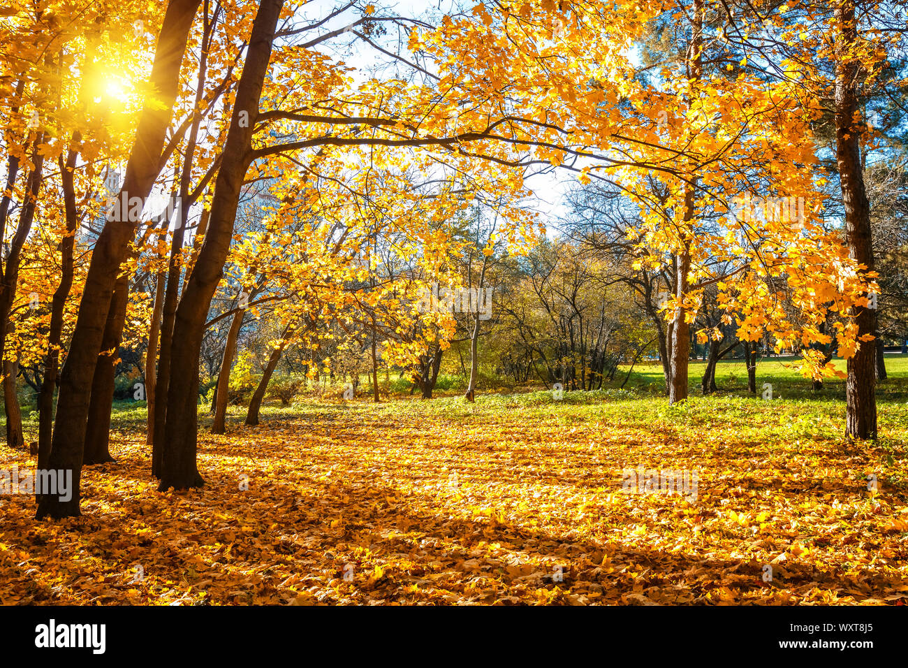 Sunny Autunno nel parco Foto Stock Sunny Autunno nel parco Foto Stock