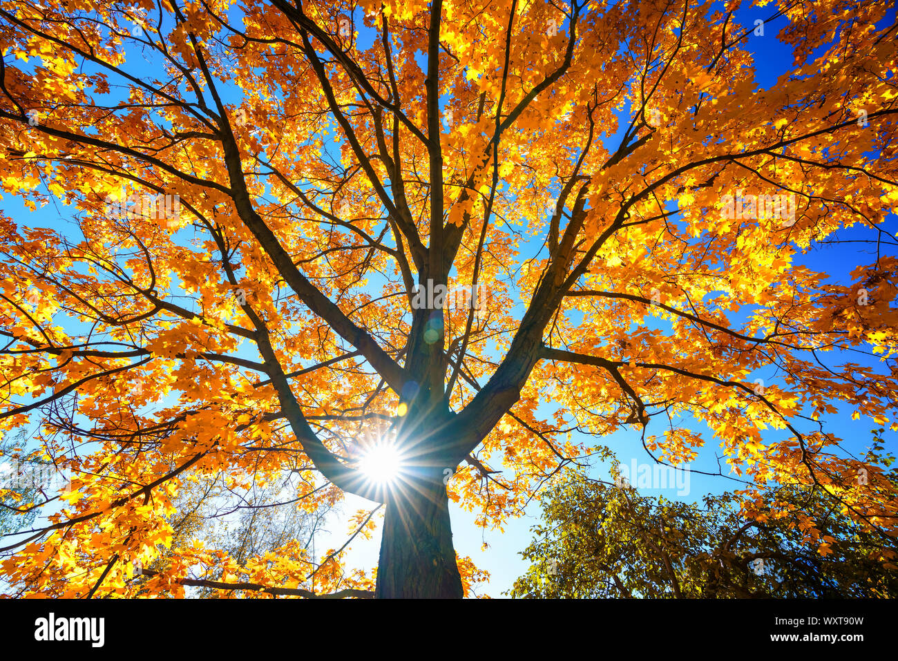 Sunny autunno maple oltre il cielo blu Foto Stock